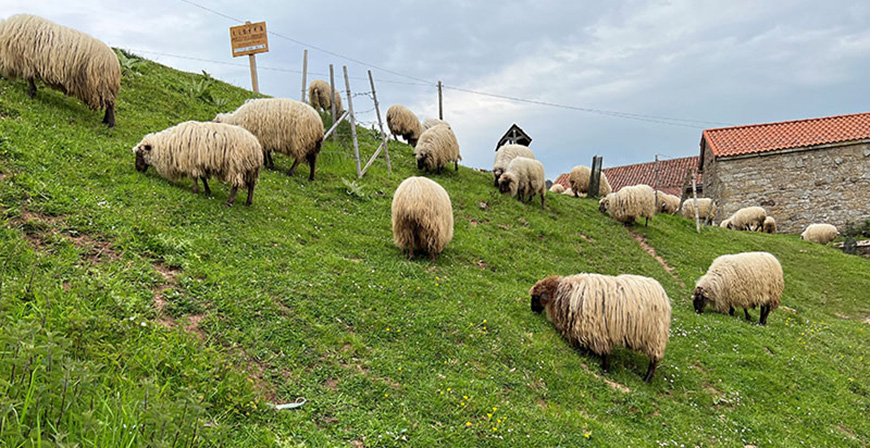 Ganader�a refuerza la campa�a de vacunaci�n frente a la Lengua Azul ante la llegada de los meses de mayor riesgo
