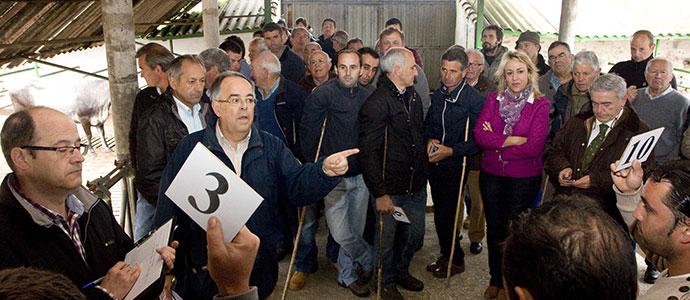 Un ganadero de Aguayo paga 1.610 euros por una tudanca subastada por Ganadera