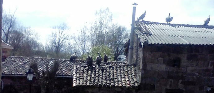 Un ganadero de Soto denuncia que los lobos, buitres y zorros le han matado casi una veintena de animales en dos meses