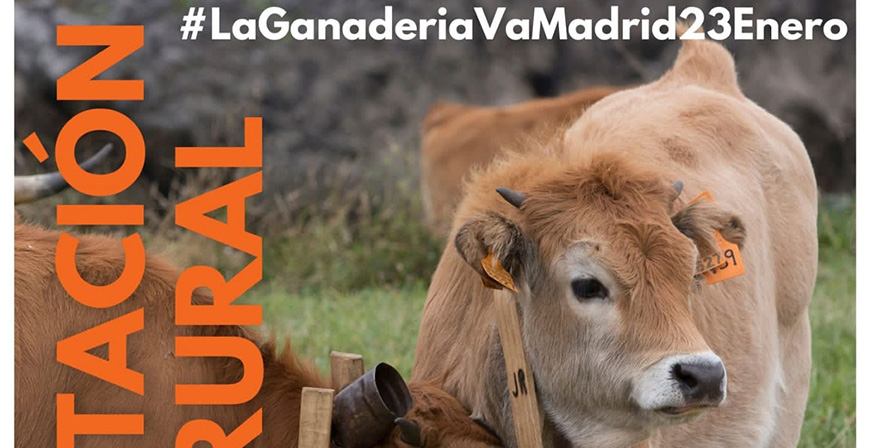 Ganaderos campurrianos se sumarn a la manifestacin del 23 de enero en Madrid para exigir el cese de los ataques a su sector