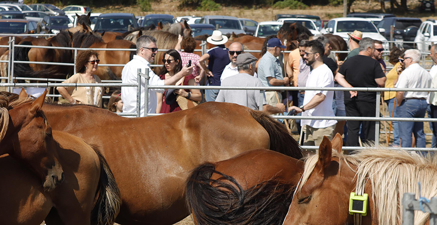 El ganado equino se concentr� en Espinilla