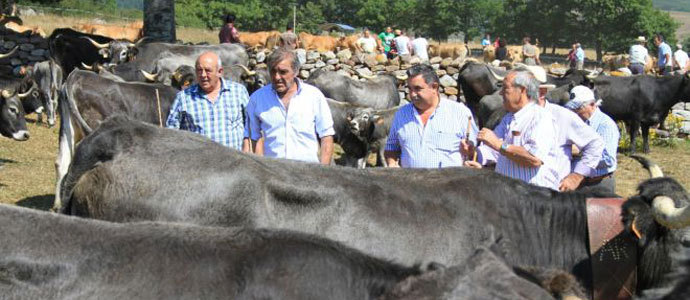 El ganado volver a ser protagonista en Espinilla