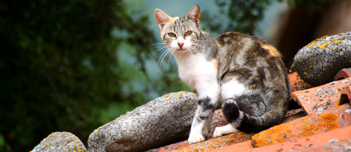 El gato en el tejado