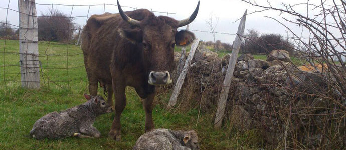 'Chata', la vaca que alumbra mellizas