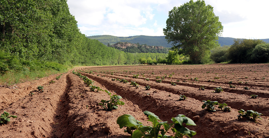 El Gobierno abona m�s de 230.000 euros a 24 agricultores de patata de Valderredible por los da�os de la tormenta Kirk