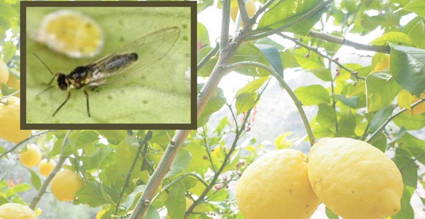 El Gobierno alerta de la presencia en Cantabria de la psila africana, un insecto que daa a los ctricos y sus frutos