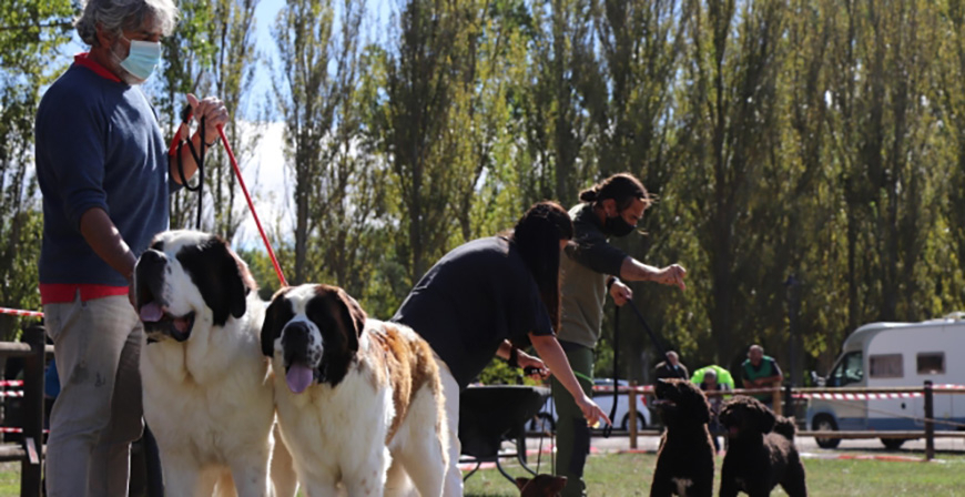 Gobierno y Asociacin Canina de Cantabria estudian vas de colaboracin para fomentar la mejora de las razas caninas puras