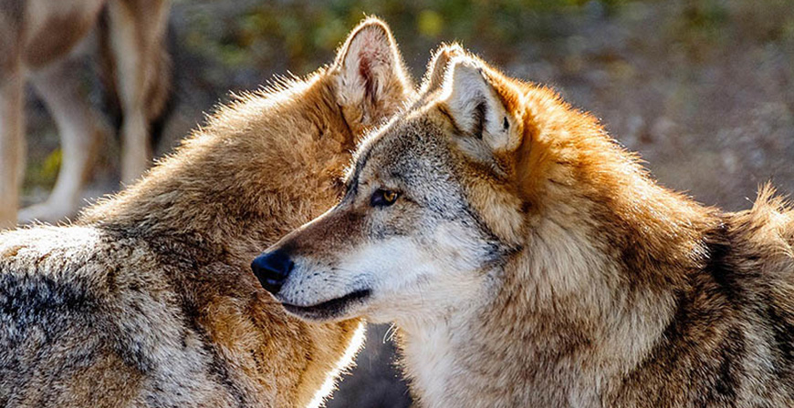 El Gobierno de Cantabria aprueba el nuevo Plan de Gesti�n del Lobo 