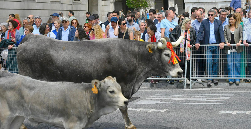El Gobierno de Cantabria celebra la recuperacin de la Pas de tudancas en Santander