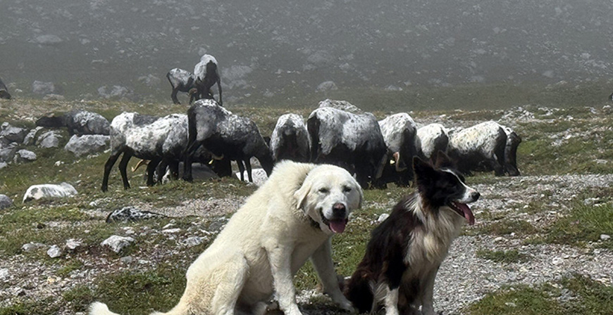 El Gobierno de Cantabria convoca ayudas para la prevencin de los daos provocados por el lobo ibrico y el oso pardo 