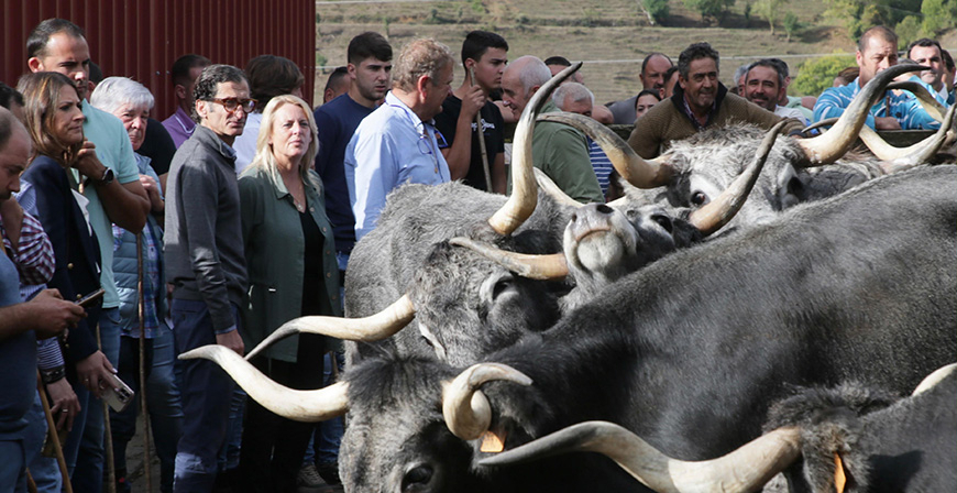 El Gobierno de Cantabria iniciar� en los pr�ximos d�as el pago de 3 millones de euros a 1.530 ganaderos correspondiente al primer a�o del Plan de Recr�a de animales de razas puras