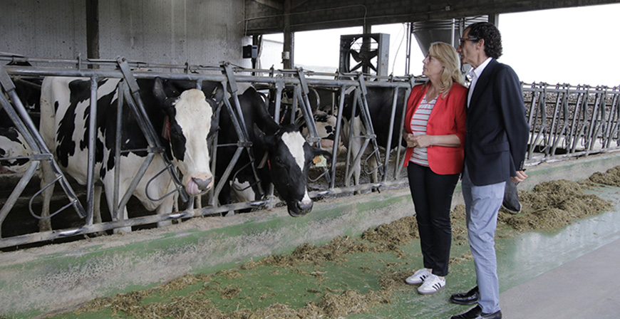El Gobierno de Cantabria pagar� este viernes 7,3 millones de euros de la Ayuda para Ganaderos Extensivos de Vacuno de Leche