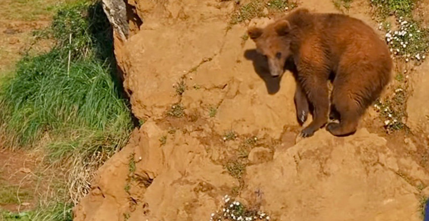 El Gobierno de Cantabria somete a consulta pblica el trmite del Plan de Recuperacin del Oso Pardo