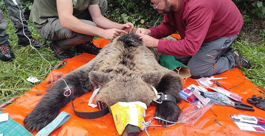El Gobierno colabora con el programa de radiomarcaje de oso pardo en Castilla y Len que ha capturado un ejemplar en Alto Sil