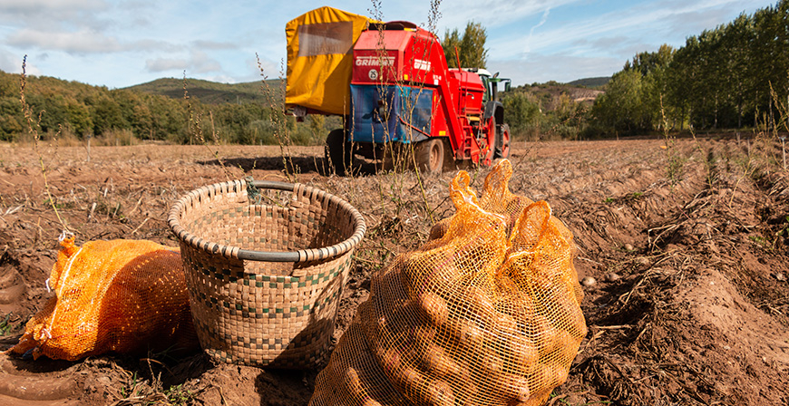 El Gobierno convoca ayudas para comprar semilla certificada y producir patata de consumo en Valderredible