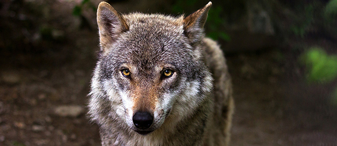 El Gobierno convoca ayudas por valor de 200.000 euros para prevenir los daos del lobo ibrico y el oso pardo