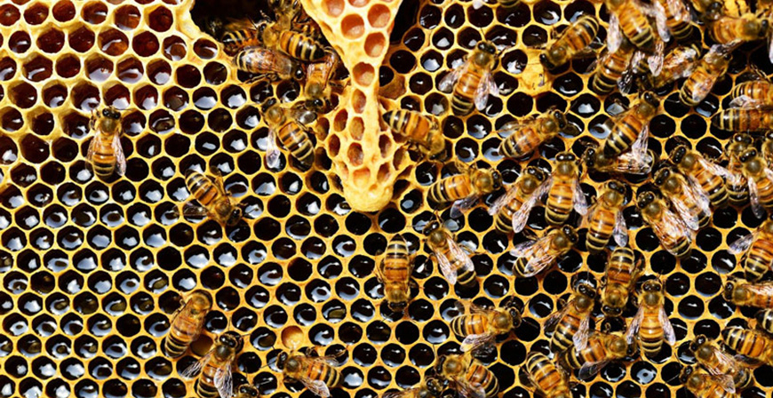 El Gobierno convoca una prima de polinizaci�n para favorecer el asentamiento de colmenas