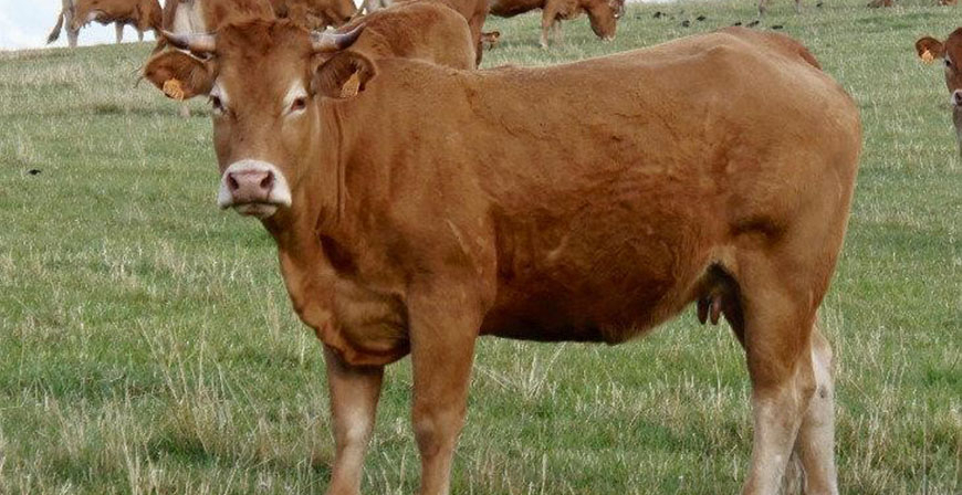 El Gobierno destina 280.000 euros para promover la cra de razas puras en las explotaciones ganaderas de Cantabria
