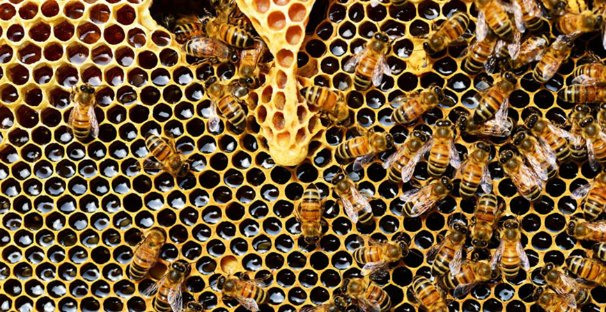 El Gobierno estudia la mejora de las explotaciones apícolas y las medidas de lucha contra parásitos y especies invasoras
