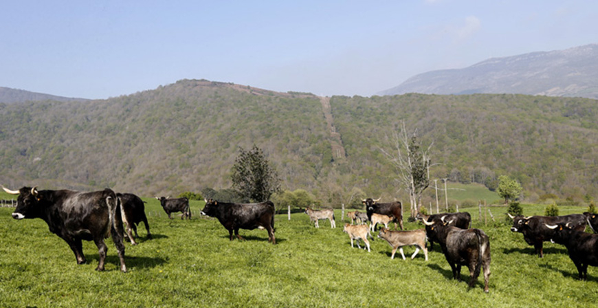 El Gobierno no realizar este ao el seguimiento de primavera al ganado que aprovecha pastos comunales en Cantabria
