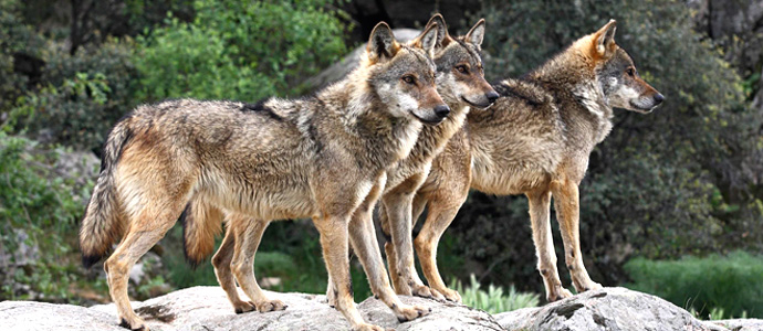 El Gobierno quiere modificar la Ley Regional de Caza para mantener al lobo como especie cinegtica