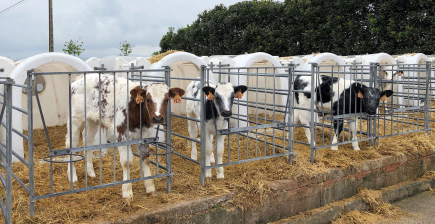 El Gobierno recomienda extremar la prevencin ante la dermatosis nodular contagiosa: su deteccin implica el sacrificio de los animales y el vaco sanitario
