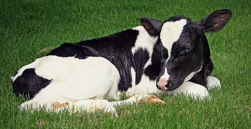 El Gobierno regional destina ms de 200.000 euros en ayudas para el cebo de terneros macho de las razas bovinas autctonas