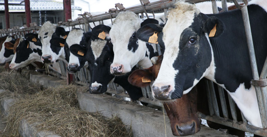 El Gobierno reparte ms de 2,4 millones en ayudas cofinanciadas FEADER entre 201 ganaderos y agricultores