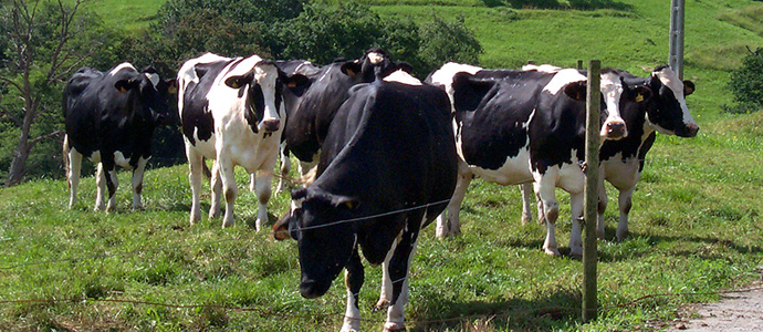 El Gobierno unifica las normas del registro que capacita para el transporte de animales vivos