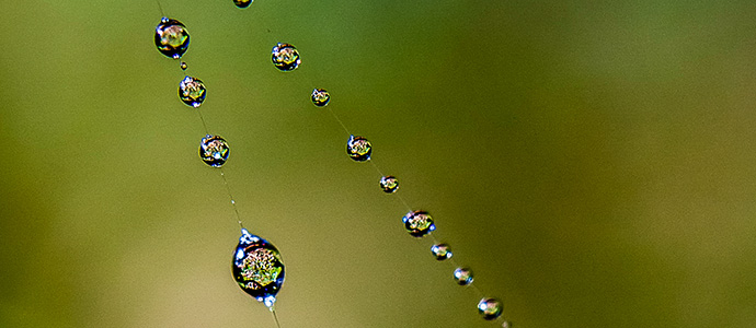 Gotas de agua sobre telaraa