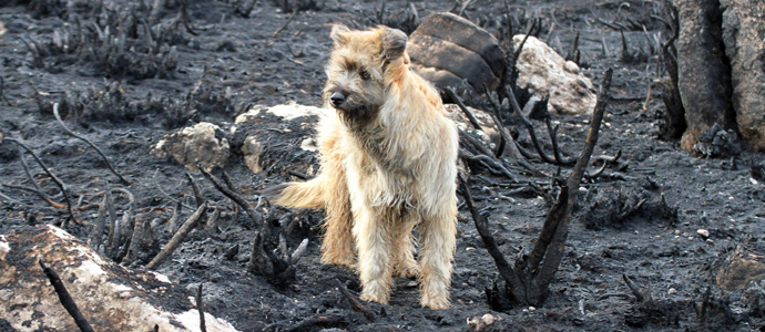 El 'gran hermano' de los incendios
