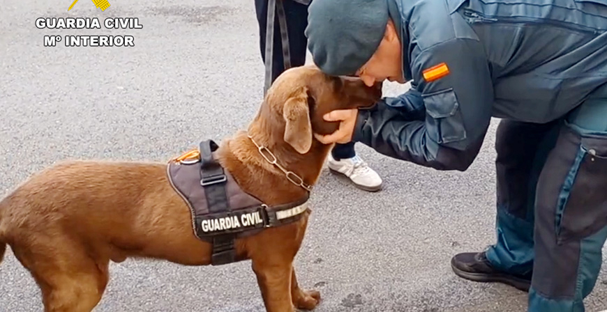 La Guardia Civil de Cantabria se despide de Max, uno de los perros detectores de explosivos, tras su jubilaci�n 