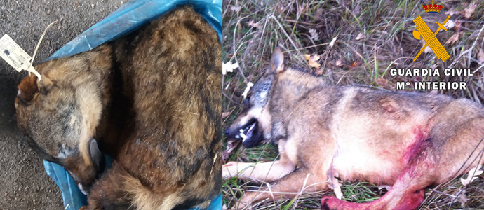 Denuncian a un vecino de Cervera de Pisuerga por intentar vender un lobo congelado por internet 