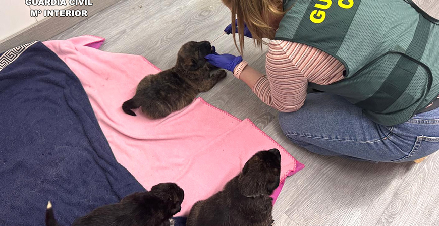 La Guardia Civil descubre al presunto autor de colgar a ocho cachorros de perro dentro de una bolsa en un �rbol 