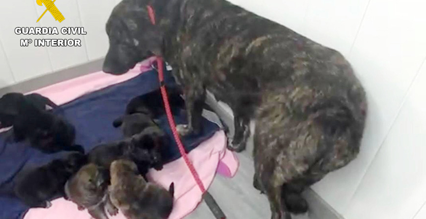 La Guardia Civil descubre al presunto autor de colgar a ocho cachorros de perro dentro de una bolsa en un �rbol 