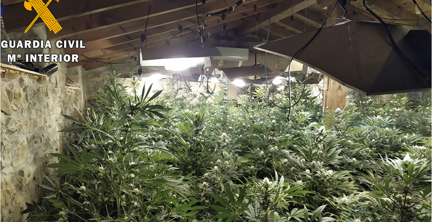 La Guardia Civil desmantela una plantacin de marihuana con ms de 200 plantas y deteniene a cuatro personas 