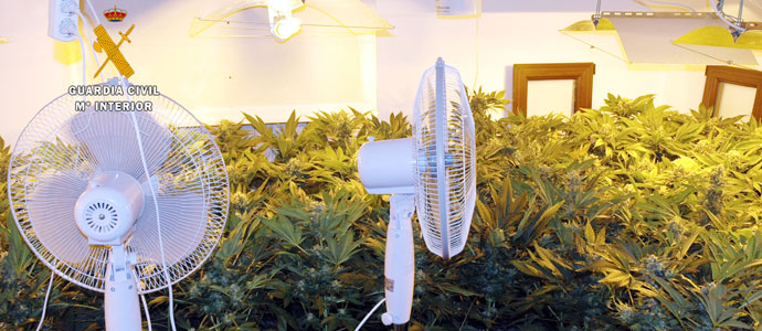 La Guardia Civil desmantela una plantacin de marihuana en Santillana del Mar con cerca de 1000 plantas de marihuana