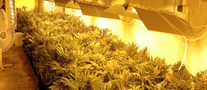 La Guardia Civil desmantela una plantacin de marihuana en Santillana del Mar con cerca de 1000 plantas de marihuana
