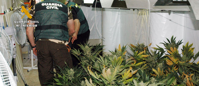 La Guardia Civil desmantela una plantacin de marihuana en Santillana del Mar con cerca de 1000 plantas de marihuana