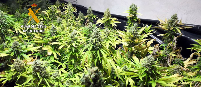 La Guardia Civil desmantela una plantacin de marihuana en una casa de Rasines