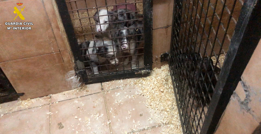 La Guardia Civil desmantela una trama de venta ilegal de cachorros por toda Espaa
