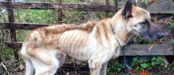La Guardia Civil detecta a un perro en aparente estado de desnutricin extrema y detiene a su dueo