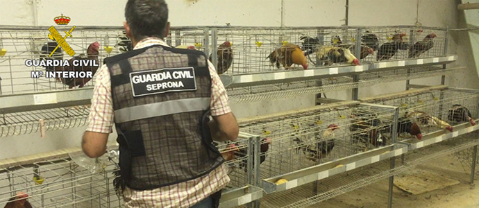La Guardia Civil detiene a 17 personas e interviene 200 gallos de pelea