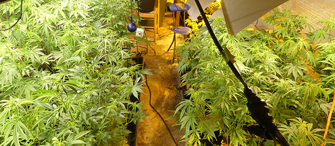 La Guardia Civil detiene a dos hombres e investiga a otros dos por sendas plantaciones indoor de marihuana