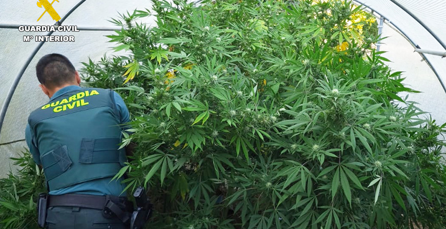 La Guardia Civil detiene e investiga a tres personas por cultivar marihuana y vender sustancias derivadas de cannabis 