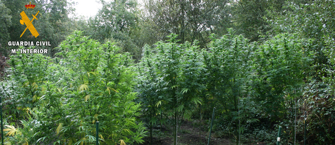 La Guardia Civil detiene a un hombre en Barruelo por cultivar marihuana