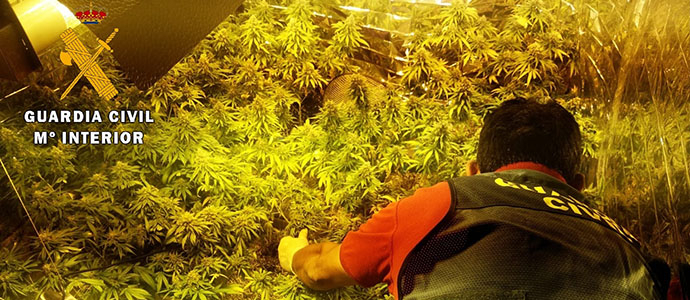 La Guardia Civil detiene a un hombre en Becerril del Carpio y requisa 331 plantas de marihuana
