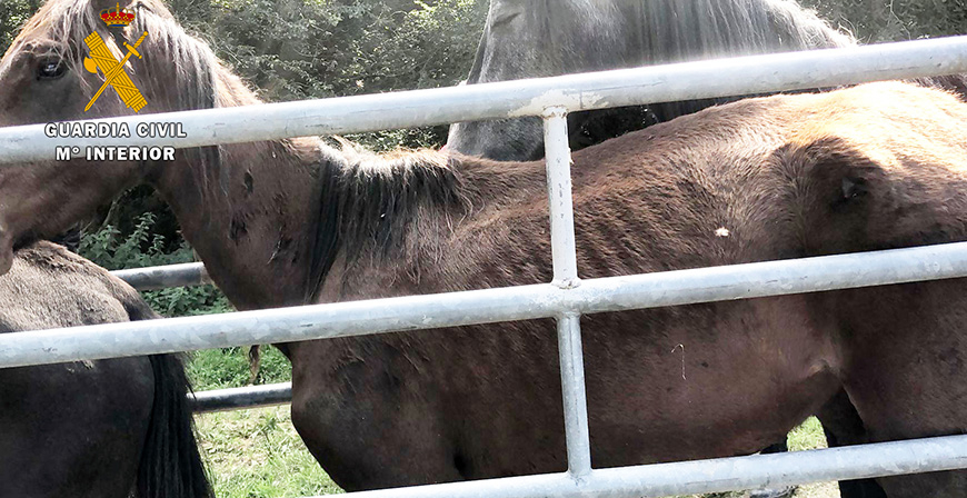 La Guardia Civil encuentra 7 terneros y 2 caballos muertos en una explotacin ganadera de Quijas