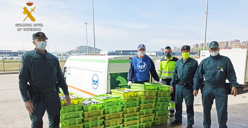 La Guardia Civil entrega al banco de alimentos de Cantabria ms 500 kilos de pescado intervenido