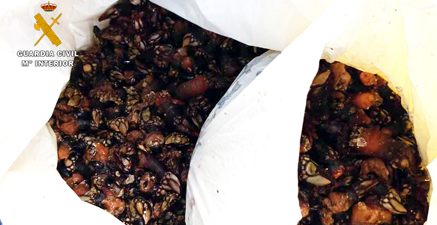 La Guardia Civil entrega ms de 5 kilos de percebes a la Residencia Municipal de Castro Urdiales